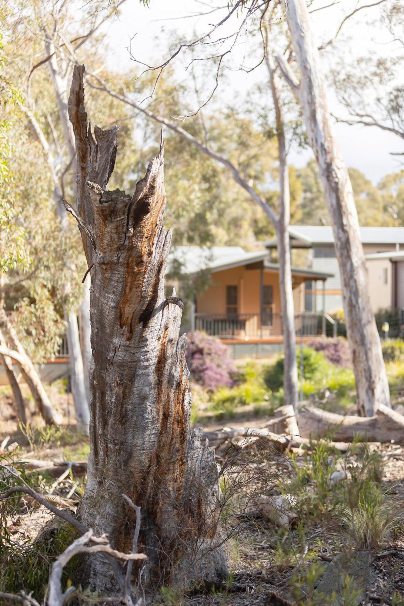 Alivio Tourist Park Canberra Extérieur photo